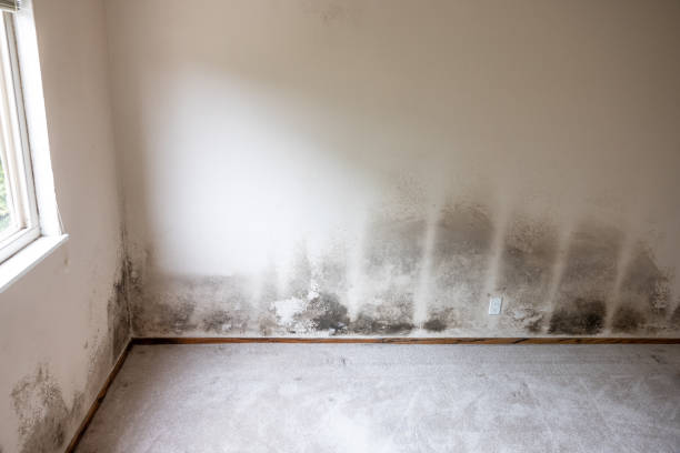 Best Industrial Mold Remediation  in Steelton, PA